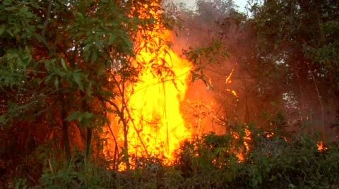 Forest Burns Stock Footage 528397