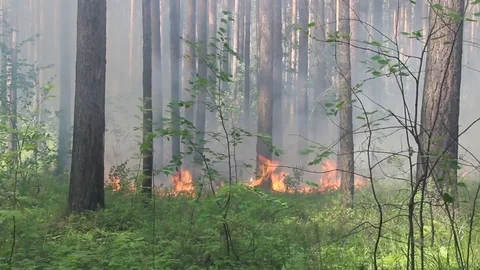 The forest burns hot in summer 库存影片 75545792