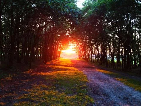 Forest Burnt Sunset Foto stock