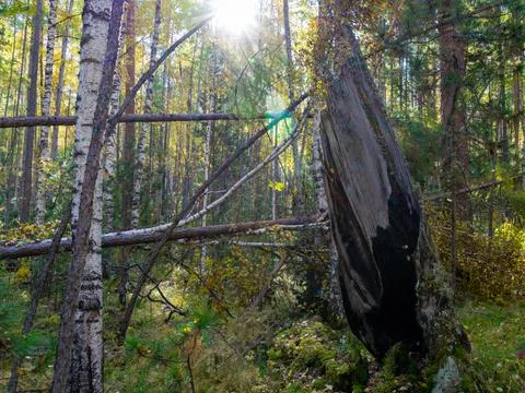 Forest with a burnt tree trunk after a lightning strike Stock Photos
