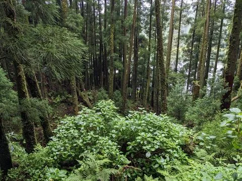 Forest Bush Stock Photos