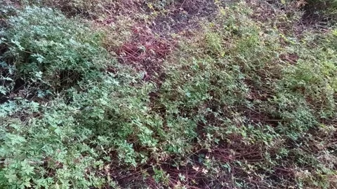 Forest Bushes Stock Footage 158454237