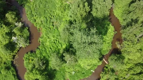 Forest Bushes Stream Stock Footage 133822120