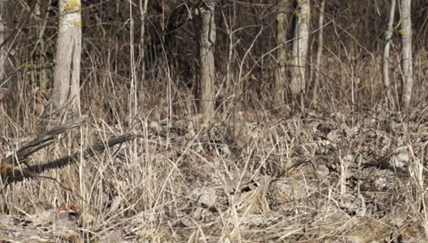 Forest, butterfly Video stock 35969932