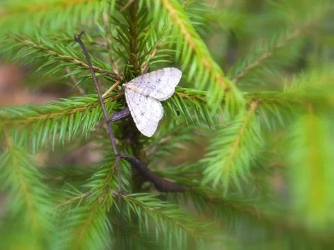 Forest butterfly 库存照片