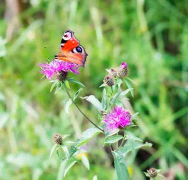 Forest butterfly Stock Photos