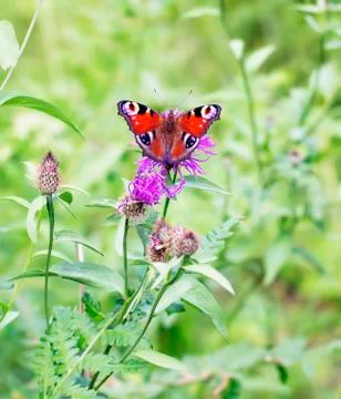 Forest butterfly Stock Photos