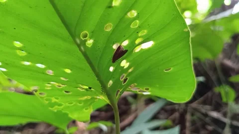 Forest Butterfly Resting Underneath a Large Leaf Stockbeeldmateriaal 332030134