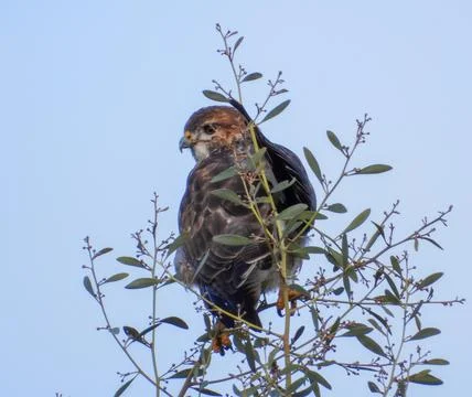 Forest buzzard isolated Stock Photos