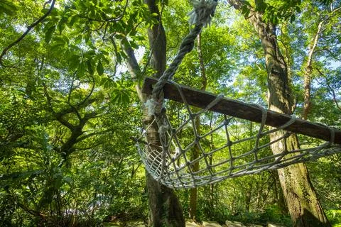Forest cabin, tree, hammock, rest, forest, Stock Photos