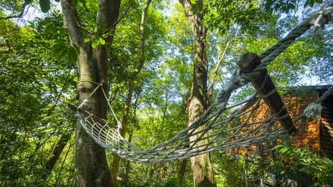 Forest cabin, tree, hammock, rest, forest, Stock Photos