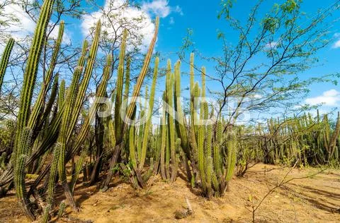 A Forest of Cactus Stock Photos