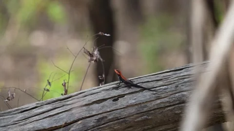Forest calotes lizard in a picturesque scene in Pench national park Stock Footage 337940956