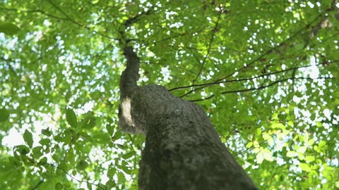 Forest camera spinning from tree to grass 10bit ProRes 4K Stock Footage 164102042