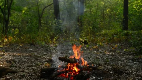 Forest Campfire Burning on Grass Ground Loop Stock Footage 343343618