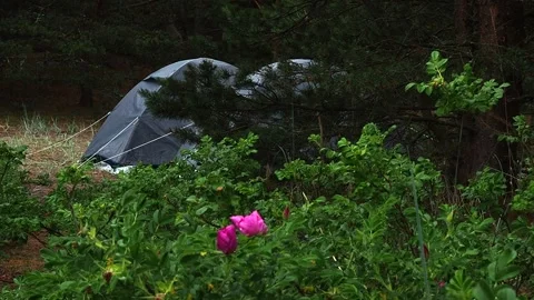 A forest camping in a tent. Stock Footage 248531645