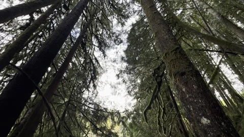 Forest in canada with waterfall Stock Footage 256899750
