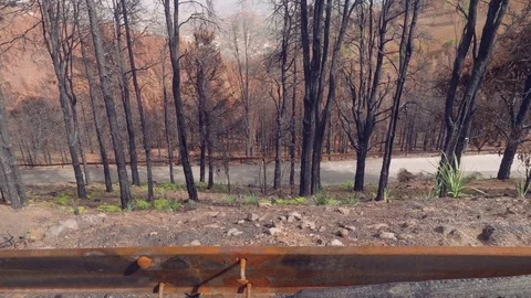 Forest of canary pines after conflagration Stock Footage 83488734