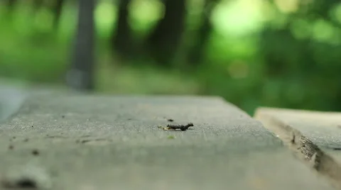 Forest Canker Worm Stock Footage 46114284