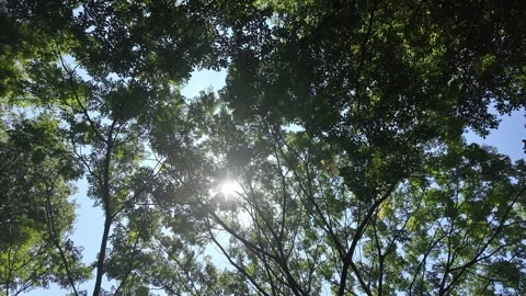 Forest Canopy 4K Stock Footage 317098289
