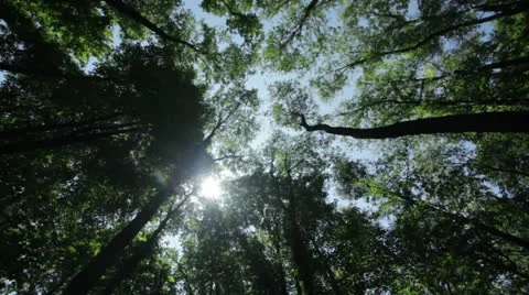Forest canopy against blue sky Stock Footage 25853151