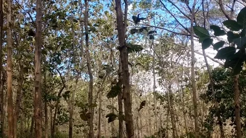 Forest Canopy Against a Blue Sky Stock-Footage 338374758