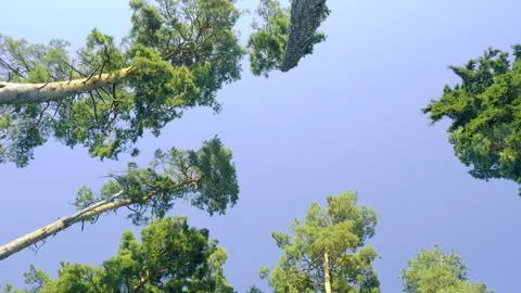 Forest Canopy And Blue Sky Upward View, Nature And Environment Vidéo 335387830