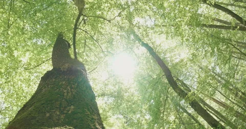 Forest Canopy and Sun View Stock Footage 195096443