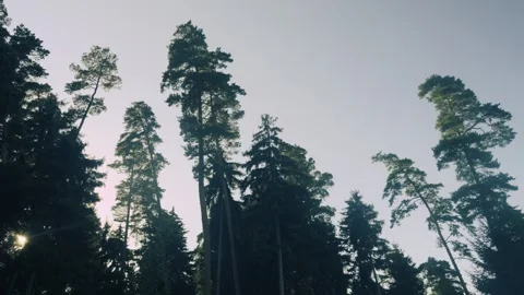 Forest Canopy And Sunlight Through Trees, Nature And Environment Vidéo 335471625