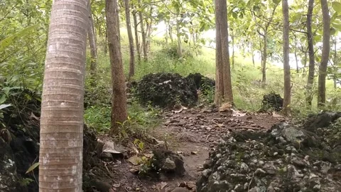 Forest Canopy and Undergrowth 動画素材 329534847