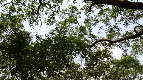 Forest Canopy Circular Crane Shot Video stock 86198124