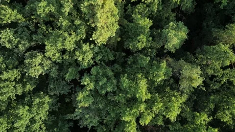 Forest Canopy Close-Up: Aerial 4K Drone Footage. Steady Hover and Ascend. Видео 249398917