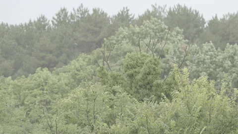 Forest canopy during a rainstorm with heavy wind Stock Footage 160150115