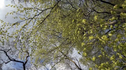 Forest canopy during spring Stock Footage 91523424