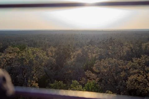 Forest Canopy at Dusk Foto stock
