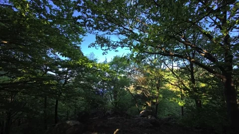 Forest canopy in a European beech forest at dawn in spring and green trees 動画素材 333503173