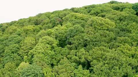 Forest canopy to field reveal during summer aerial 스톡 동영상 263769352