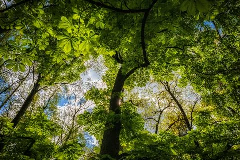 Forest Canopy With Foliage Of Chestnut Trees Photos