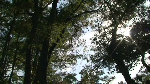 Forest Canopy Stock Footage 535414