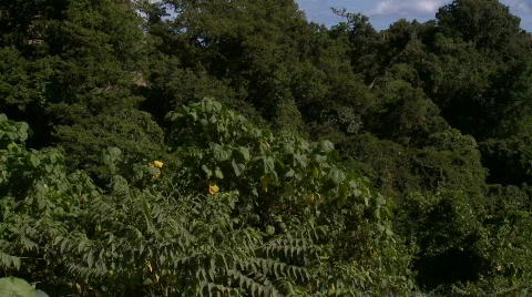 Forest canopy Video stock 612340