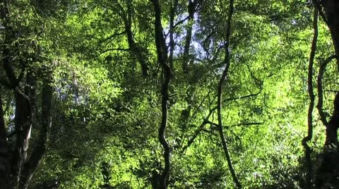 Forest Canopy Video stock 10896970