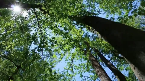 Forest Canopy Stock Footage 38028877