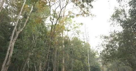 Forest Canopy Stock Footage 47625943