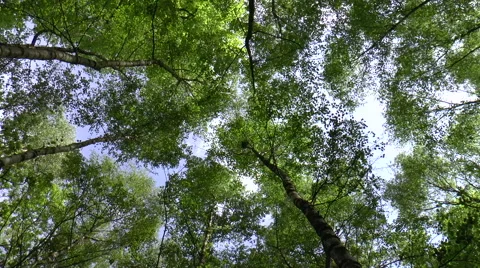 The Forest Canopy Stock Footage 49998878