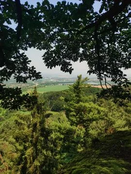 A forest canopy frames a view of green fields and distant trees on a sunny day Stock Photos