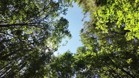 Forest Canopy Framing Blue Sky in Sunlit Woodland Stockbeeldmateriaal 345101982