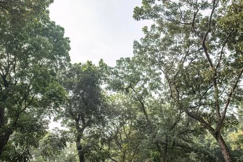 Forest Canopy Framing Open Sky for Natural Background Stock Photos