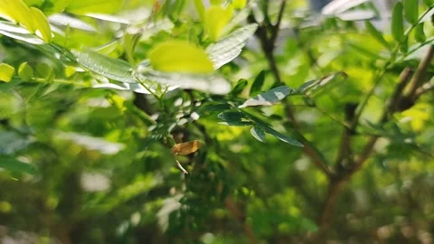 Forest Canopy Harmony Stock Footage 237692533
