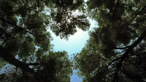 A forest canopy in Israel. Video stock 8970377