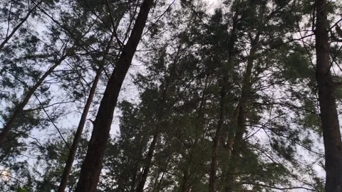 Forest Canopy in Late Afternoon Stock Footage 326161642